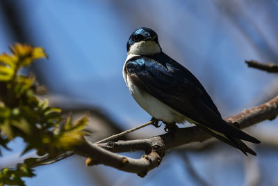 A male tree swallow in the trees. tachycineta bicolor