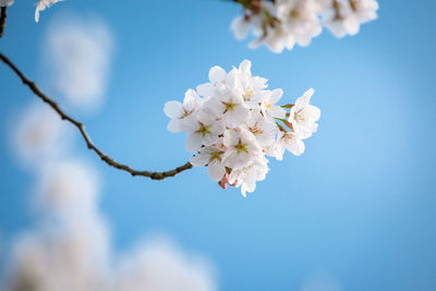 Low angle view of cherry blossoms against sky