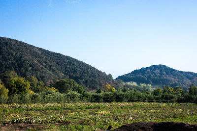 Scenic view of field against clear sky