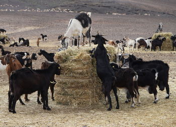 Goat farming