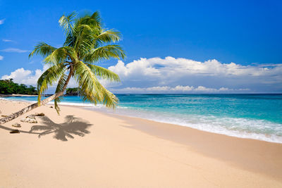 Palm trees on beach against sky