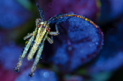 Close-up of insect on frozen leaf