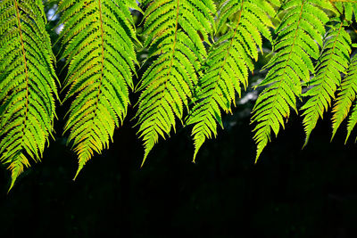 Close-up of fern leaves