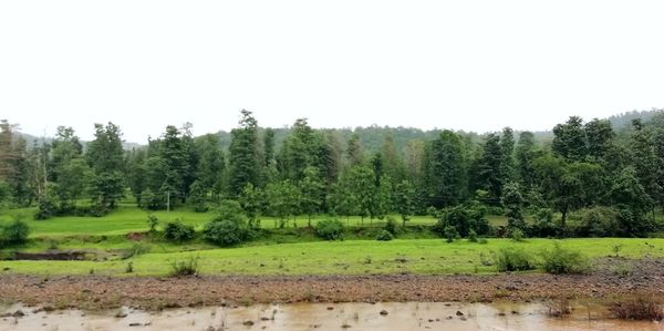 Trees on field against sky