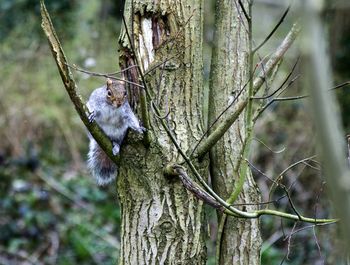 Squirrel on tree trunk