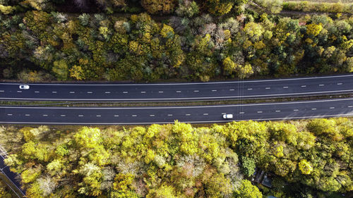 High angle view of trees by plants