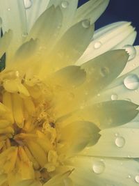 Full frame shot of yellow flowering plant