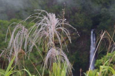 Close-up of dew drops on grass