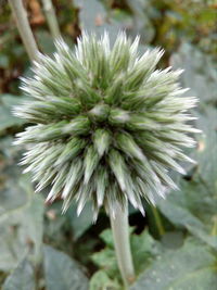 Close-up of flower against blurred background