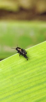 Close-up of fly on leaf