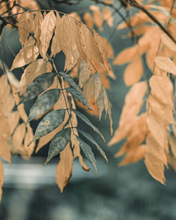 Close-up of dried leaves