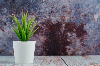 Close-up of potted plant on table against wall