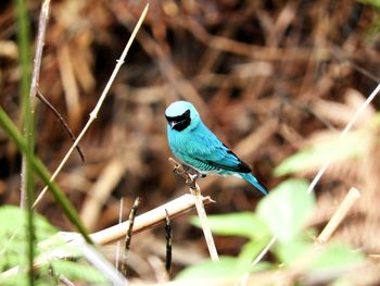 Close-up of bird perching on a land