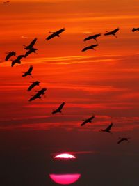 Flock of seagulls flying against sunset sky