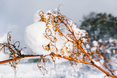 Close-up of snow covered plant against sky