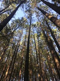 Low angle view of trees in forest