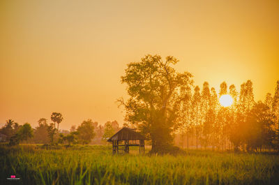 Trees on field against sky during sunset