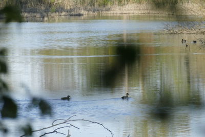 View of ducks swimming in lake