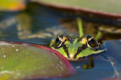 Close-up of frog swimming in lake