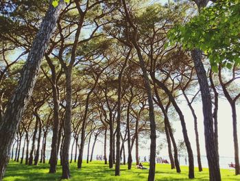 Trees in park