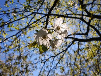 Low angle view of cherry blossoms against sky