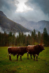 Horses grazing in a field