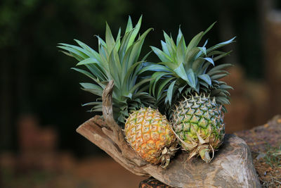 Close-up of fruit growing on plant