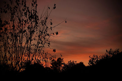 Silhouette trees at sunset