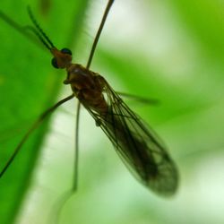 Close-up of insect on leaf