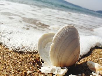 Close-up of shell on shore at beach