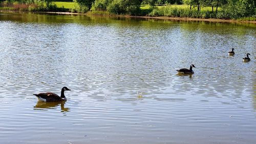 Ducks swimming on lake