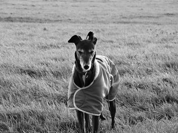 Greyhound covered with blanket on grassy field