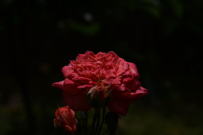 Close-up of pink rose