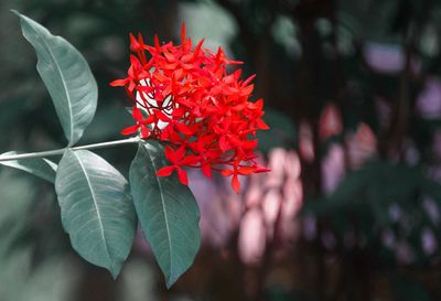 Close-up of red flowering plant