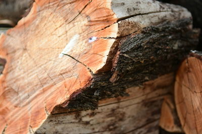 Close-up of tree trunk