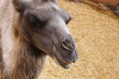 Close-up of a horse