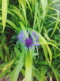 Close-up of purple flowers