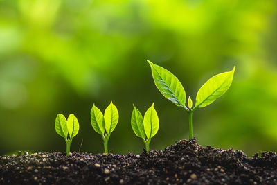 Close-up of seedlings growing outdoors