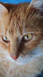 Close-up portrait of cat