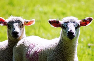 Close-up portrait of sheep