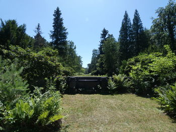 Trees in forest against sky