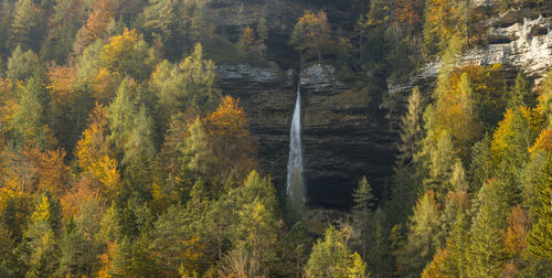 Trees in forest during autumn