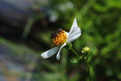 Close-up of insect on flower