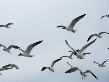 Low angle view of seagulls flying in sky