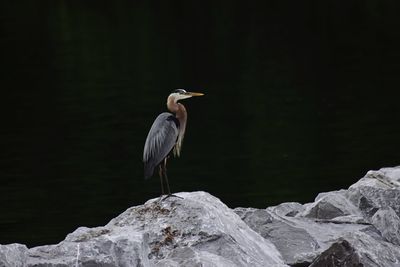 Gray heron perching on rock by lake