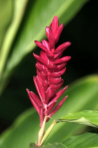 Close-up of pink flower