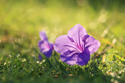 Close-up of purple crocus flowers on field