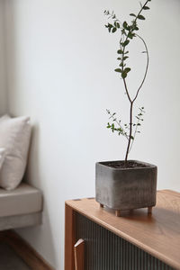 Potted plant on table against wall at home