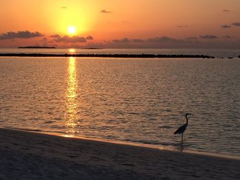 Silhouette bird flying over sea against sky during sunset