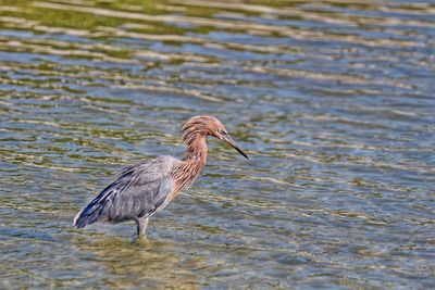 Bird in a lake